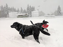 Oly Paws - Photo 5 - Car repair in , Olympia