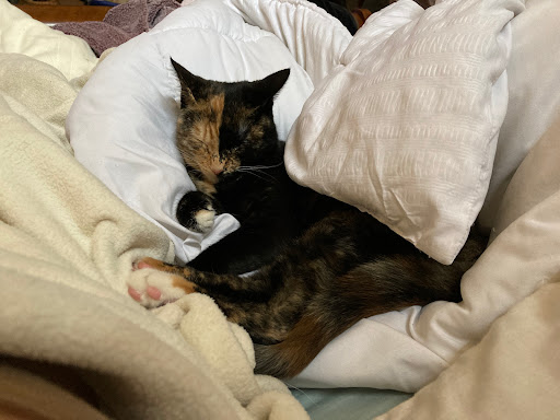 Animal Shelter «Humane Society of Ocean City», reviews and photos, 1 Shelter Rd, Ocean City, NJ 08226, USA