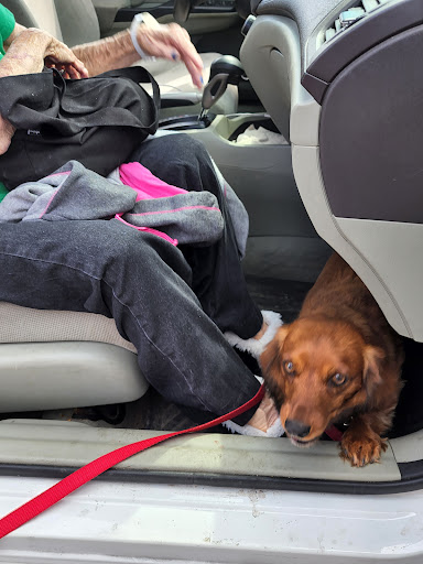 Grocery Store «Schnucks», reviews and photos, 3900 Vogel Rd, Arnold, MO 63010, USA