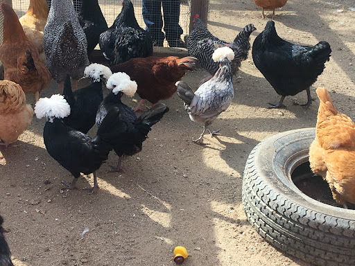 Chicken hatchery Thousand Oaks