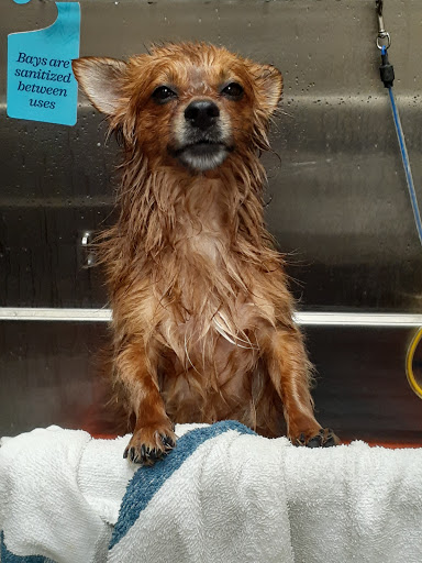 Pet Supply Store «Chow Hound Pet Supplies», reviews and photos, 660 Chicago Dr, Holland, MI 49423, USA