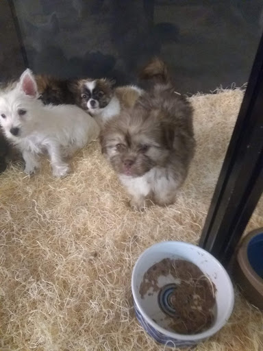 Pet Store «Perfect Pets», reviews and photos, 6840 S University Blvd #410, Centennial, CO 80122, USA