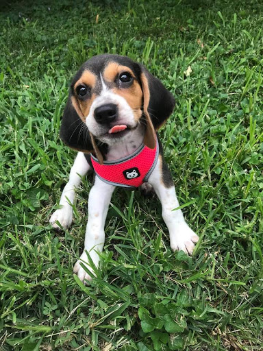 Pet Supply Store «Pet Supplies Plus», reviews and photos, 15311 Manchester Rd, Ballwin, MO 63011, USA