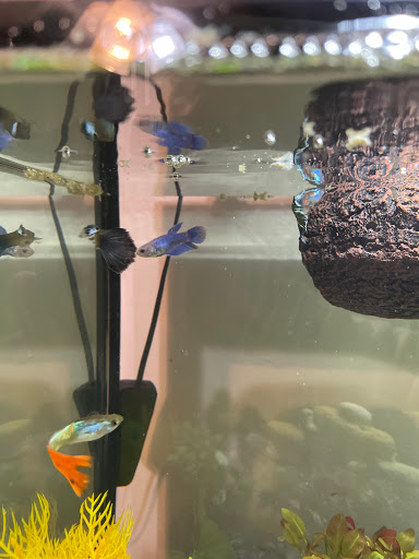 Pet Supply Store «Pet Supplies Plus», reviews and photos, 30450 Lakeshore Blvd, Willowick, OH 44095, USA