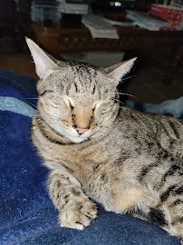 Laredo Animal Clinic - Photo 9 - Car repair in Laredo, TX, Laredo