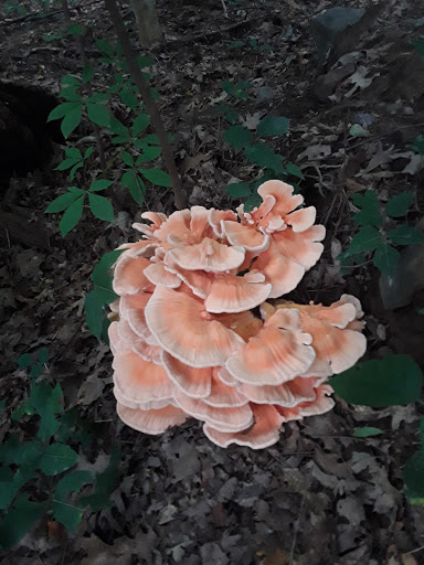 Dog Park «Brookdale Dog Park», reviews and photos, W Circuit Dr, Montclair, NJ 07043, USA