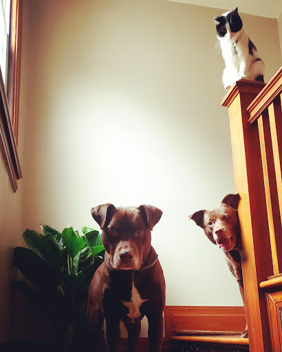 Pet Supply Store «Pet Supplies Plus», reviews and photos, 2157 Penfield Rd, Penfield, NY 14526, USA