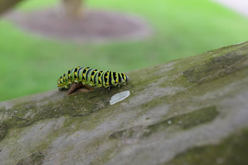 Museum «Burden Museum & Gardens», reviews and photos, 4560 Essen Ln, Baton Rouge, LA 70809, USA