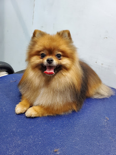 Collar & Comb: Boutique Grooming | Training | Daycare