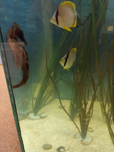 Natural History Museum «South Fork Natural History Museum & Nature Center», reviews and photos, 377 Bridgehampton-Sag Harbor Turnpike, Bridgehampton, NY 11932, USA