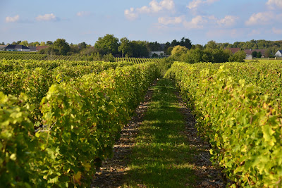 S.C.E.V. Vincent / Domaine Jacques Vincent à Lazenay
