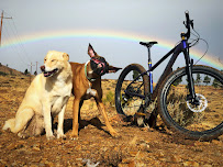 Mountain Dog Cycling - Photo 9 - Car repair in Reno, NV, Reno