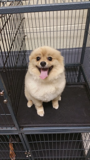 Pet Groomer «Ufuri Pet Salon», reviews and photos, 235 Huron Ave, Port Huron, MI 48060, USA