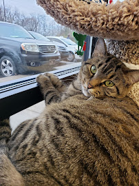 Speck's Pet Supplies - Photo 4 - Car repair in Indianapolis, IN, Indianapolis