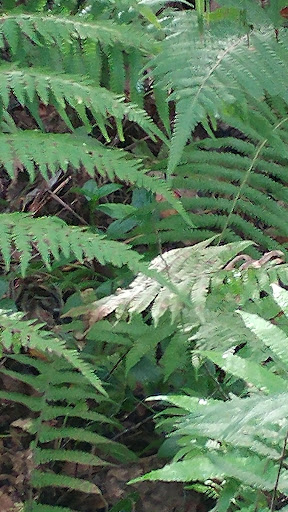 Park «Big Tree Park», reviews and photos, 761 General Hutchison Pkwy, Longwood, FL 32750, USA