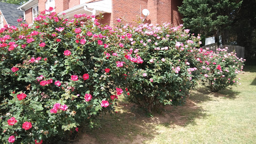 Florist «Central Floral Company», reviews and photos, 607 N Patterson St, Valdosta, GA 31601, USA