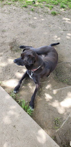 Park «Dog Park», reviews and photos, 1121 Locust St, Fall River, MA 02720, USA