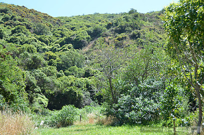 Paekawakawa Reserve