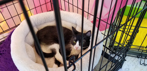 Pet Supply Store «PetSmart», reviews and photos, 2730 Pacific Coast Hwy, Torrance, CA 90505, USA