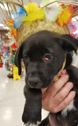 Pet Supply Store «PetSmart», reviews and photos, 6251 N Davis Hwy, Pensacola, FL 32504, USA