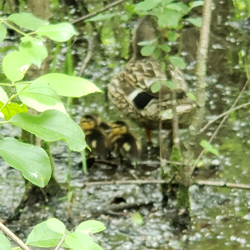 Park «Freedom Park», reviews and photos, 44705 Palmer Rd, Canton, MI 48188, USA