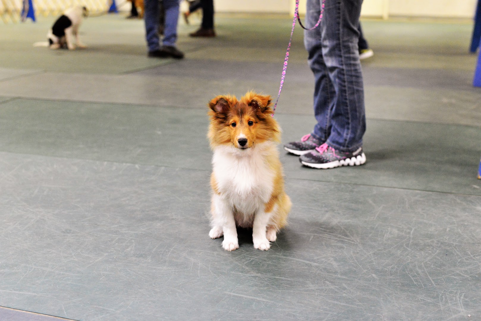 Fort Wayne Obedience Training Club