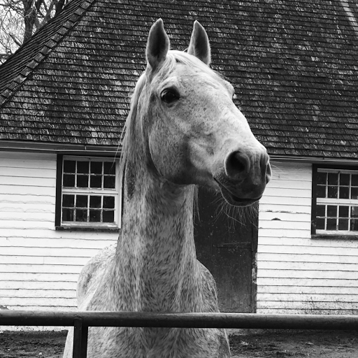 Tourist Attraction «The Tempel Lipizzans», reviews and photos, 17000 W Wadsworth Rd, Old Mill Creek, IL 60083, USA