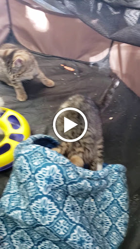 Pet Store «Pet Valu», reviews and photos, 49 East City Line Ave, Bala Cynwyd, PA 19004, USA