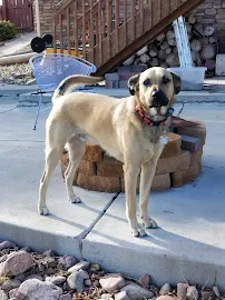 PooPs R Us, Inc - Car repair in , Highlands Ranch - Rated 0.0/5