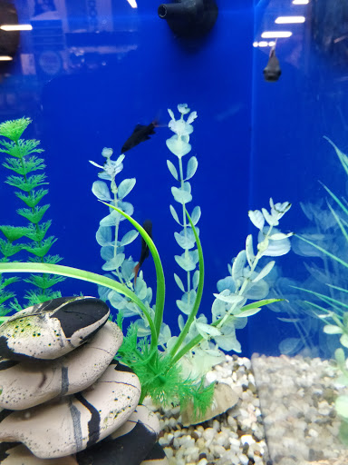 Pet Supply Store «PetSmart», reviews and photos, 11833 Dallas Pkwy, Frisco, TX 75033, USA