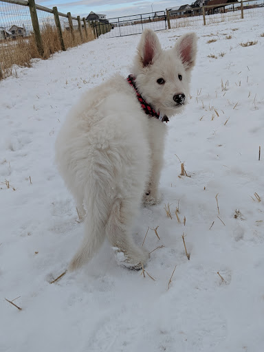 Animal Park «Dog Park At Gallatin County Regional Park (13 Acre w Pond)», reviews and photos, 3900 Baxter Ln, Bozeman, MT 59718, USA