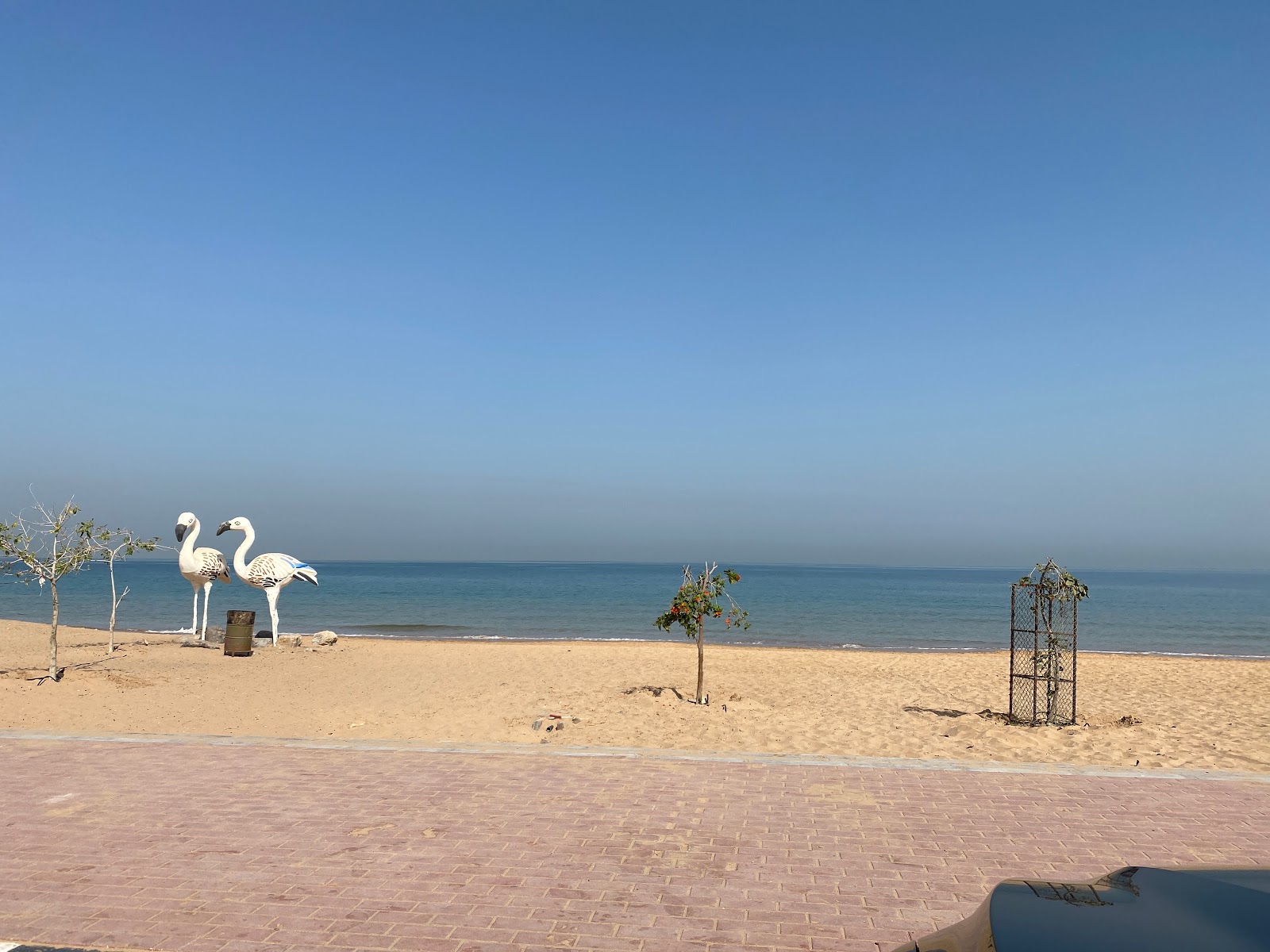 Flamingo beach的照片 带有明亮的沙子表面