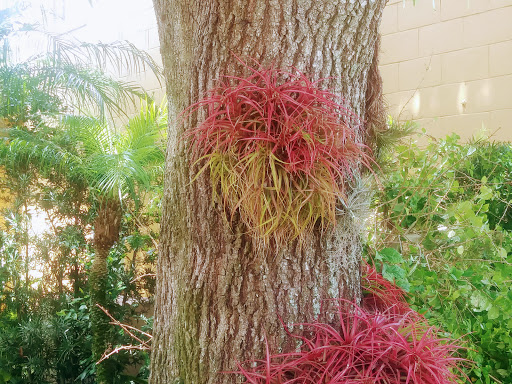 Museum «Albin Polasek Museum & Sculpture Gardens», reviews and photos, 633 Osceola Ave, Winter Park, FL 32789, USA