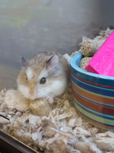 Pet Supply Store «Petco Animal Supplies», reviews and photos, 4540 Princess Anne Rd #128, Virginia Beach, VA 23462, USA