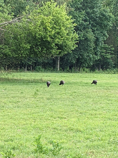 Nature Preserve «Elk and Bison Prairie», reviews and photos, Elk & Bison Prairie Rd, Golden Pond, KY 42211, USA