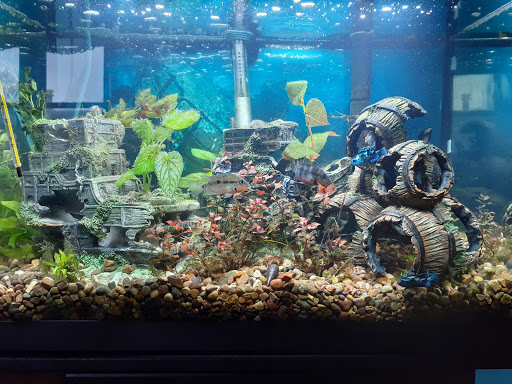 Pet Store «Just Pets», reviews and photos, 393 NY-5, Irving, NY 14081, USA