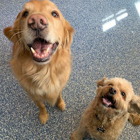 Dog Pawz Leawood/Prairie Village - Car repair in Prairie Village, KS, Lee's Summit - Rated 4.7/5