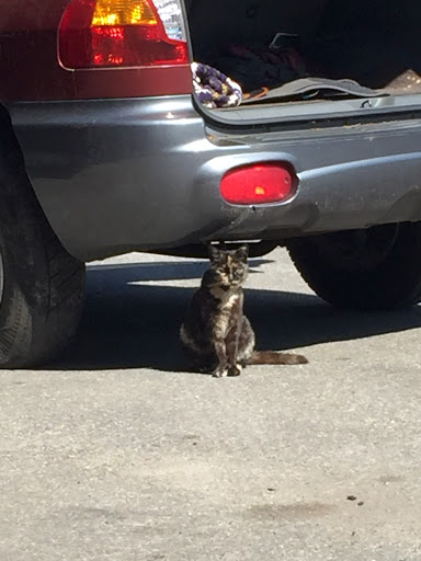 Auto Repair Shop «Neptune Auto Care», reviews and photos, 11 Vernon Ave, Mastic, NY 11950, USA