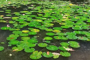 Lily Pond image