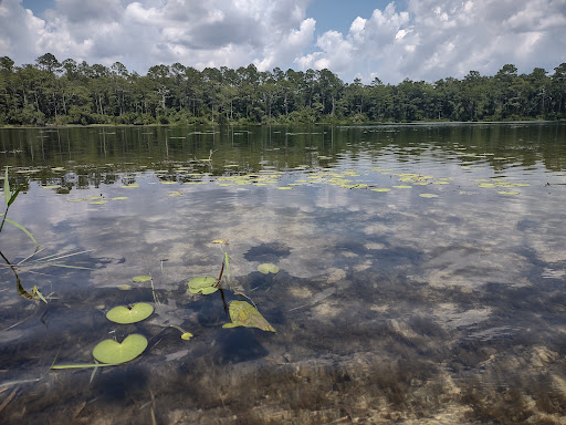 National Forest «Apalachicola National Forest», reviews and photos, Stateroad 13, Sopchoppy, FL 32358, USA