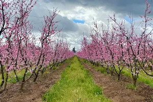 Fresno County Blossom Trail image