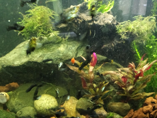 Pet Store «PetSmart», reviews and photos, 1580 Gateway Blvd, Fairfield, CA 94533, USA