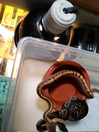 Reptile Store «Pets & Things», reviews and photos, 44825 Van Dyke, Utica, MI 48317, USA