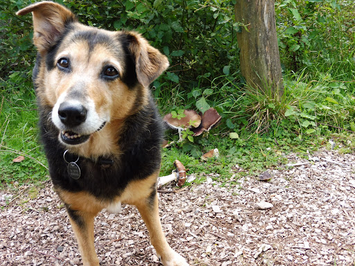 Tierarztpraxis Aurich unter Aurich, 