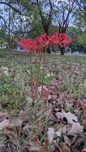 Jewelry Buyer «Mckinney Jewelry & Loan», reviews and photos, 800 S McDonald St, McKinney, TX 75069, USA