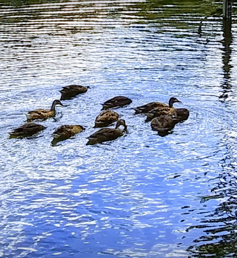 Golf Course «Babe Zaharias Golf Course», reviews and photos, 11412 Forest Hills Dr, Tampa, FL 33612, USA