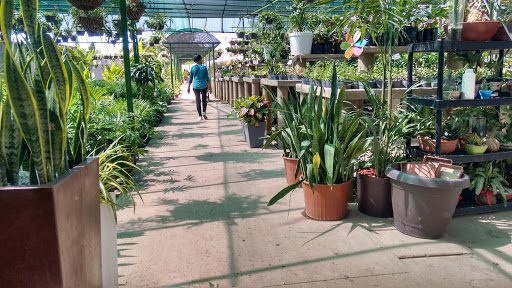 Tiendas plantas Maracaibo