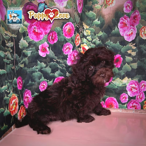 Pet Store «Puppy Love», reviews and photos, 4802 Valley View Blvd NW Uf290, Roanoke, VA 24012, USA