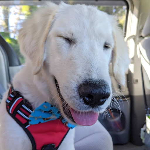 Pet Groomer «ITIG Happy Dog Wash», reviews and photos, 6465 S Chickasaw Trail, Orlando, FL 32829, USA