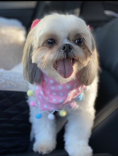 Pet Supply Store «PetSmart», reviews and photos, 5214 Blanche Moore Dr, Corpus Christi, TX 78411, USA